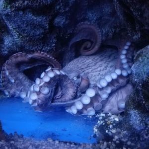 Meet your Posher, Janis